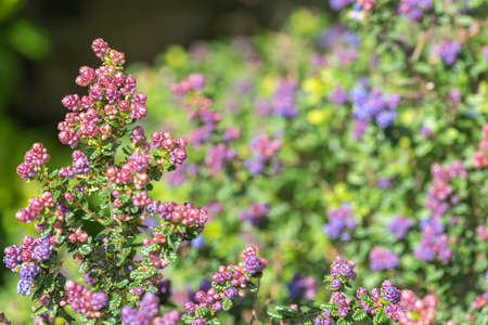 Close up of buds on a California lilac (ceanothus) shrub
