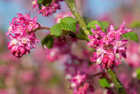 Close up of flowers on a red flowering currant (ribes sanguineum) shrubの写真素材