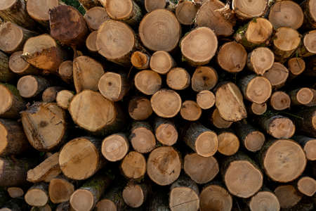 Close up of a pile of logs in a forest