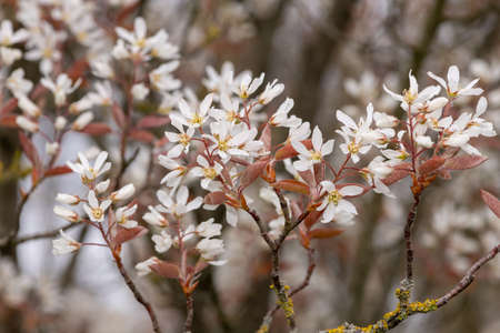 Close up of smooth serviceberry (amelanchier laevis) flowers in bloom