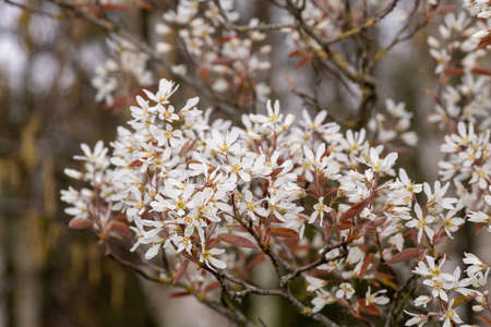Close up of smooth serviceberry (amelanchier laevis) flowers in bloomの写真素材