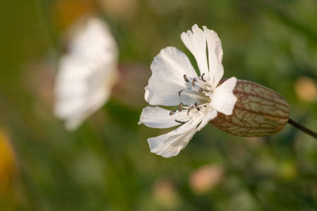 Close up of a sea campion (silene uniflora) flower in bloomの写真素材