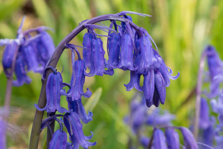 Close up of a common bluebell (hyacinthoides non scripta) flower in bloomの写真素材