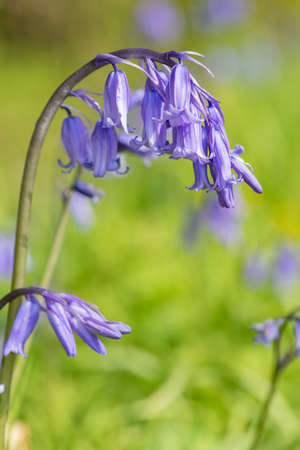 Close up of a common bluebell (hyacinthoides non scripta) flower in bloomの写真素材