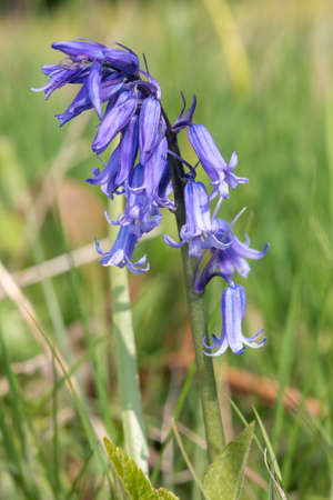 Close up of a common bluebell (hyacinthoides non scripta) flower in bloomの写真素材
