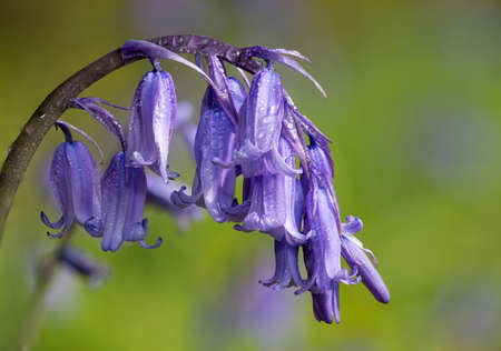Close up of a common bluebell (hyacinthoides non scripta) flower covered in dew dropletsの写真素材