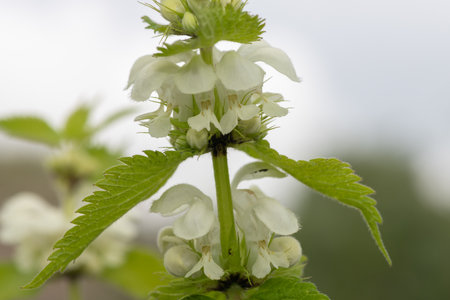 Close up of stinging nettle (urtica dioica) flowers