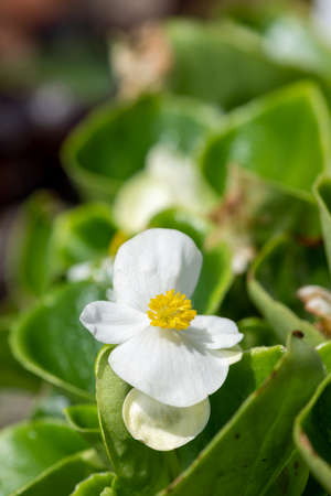 Macro shot of a white begonia flower