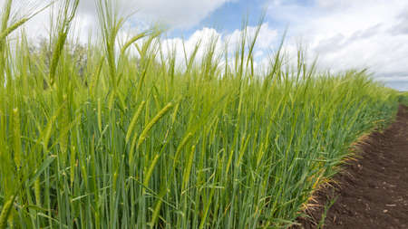 View of a field of barley (hordeum vulgare) out in earの写真素材