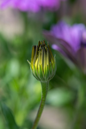Close up of an African daisy (osteospermum) flower just about to bloomの写真素材