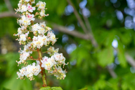 Close up of blossom on a horse chestnut (aesculus hippocastanum) treeの写真素材