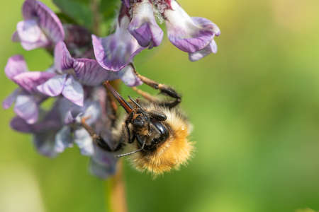 Macro shot of a common carder bee (bombus pascuorum) pollinating a bush vetch (vicia sepium) flower