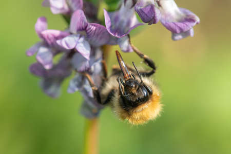 Macro shot of a common carder bee (bombus pascuorum) pollinating a bush vetch (vicia sepium) flowerの写真素材