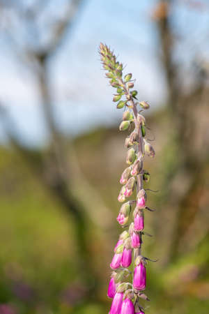 Close up of a common foxglove (digitalis purpurea) flower in bloomの写真素材
