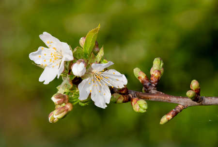 Close up of a branch of white cherry blossom