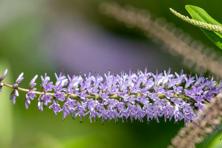 Close up of flowers on a willow leaf hebe (veronica salicifolia) plant