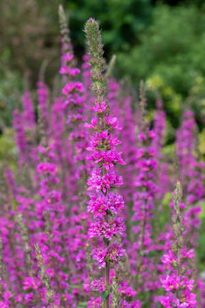 Close up of purple loosestrife (lythrum salicaria) flowers in bloom