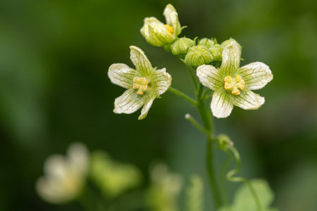 Close up of white bryony (bryonia alba) flowers in bloom