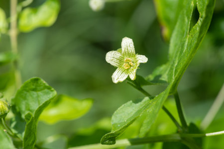 Close up of a white bryony (bryonia alba) flower in bloomの写真素材