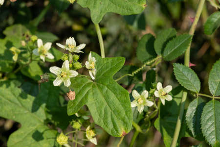 Close up of white bryony (bryonia alba) flowers in bloomの写真素材