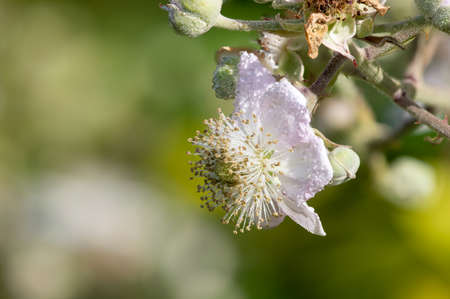 Macro shot of a white flower on a common bramble (rubus fruticosus) plantの写真素材