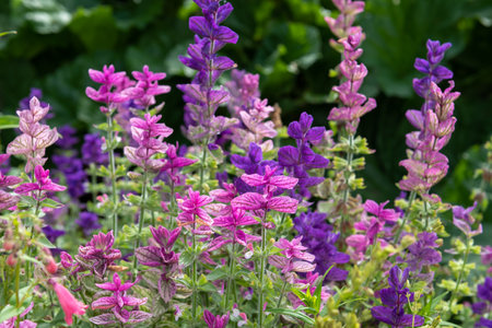 Annual sage (salvia horminium) flowers in bloom
