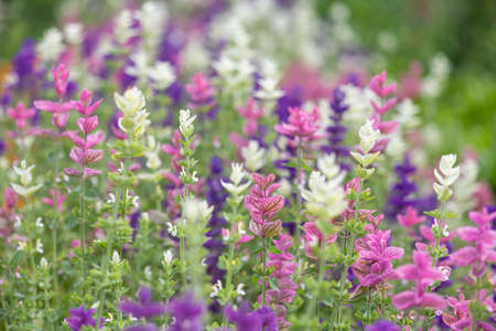 Annual sage (salvia horminium) flowers in bloomの写真素材