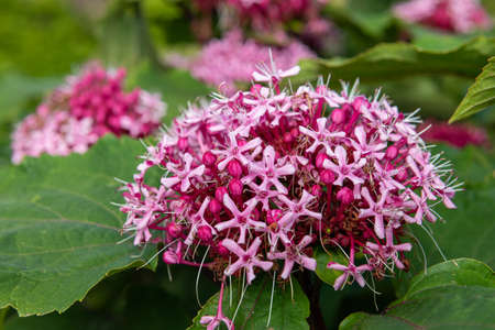 Close up of Mexican hydrangea (clerodendrum bungei) flowers in bloomの写真素材