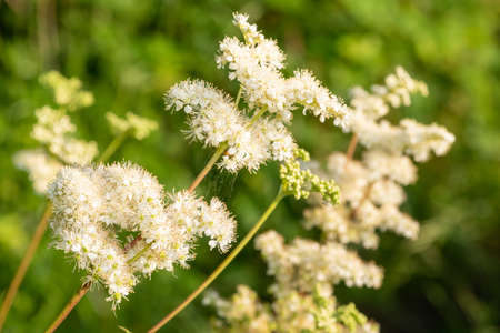 Close up of a meadowsweet (filipendula ulmaria) flowers in bloomの写真素材