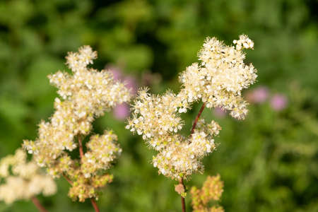 Close up of a meadowsweet (filipendula ulmaria) flowers in bloom