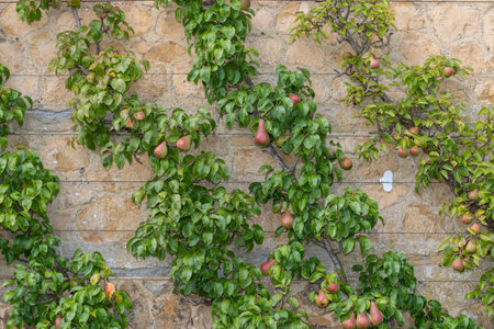 Close up of pears grown on wires on the wall in a walled garden