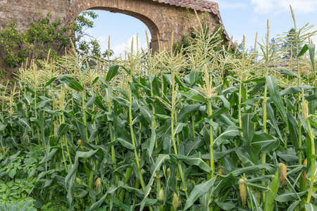 Close up of rows of maize in a walled garden