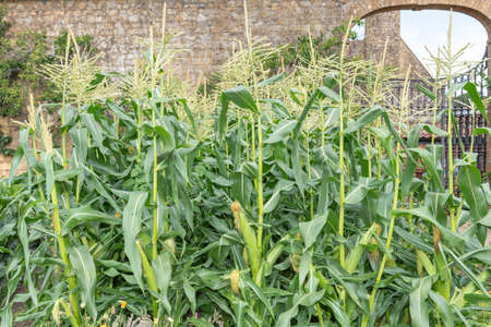 Close up of rows of maize in a walled garden