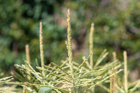 Close up of flowers on maize plants