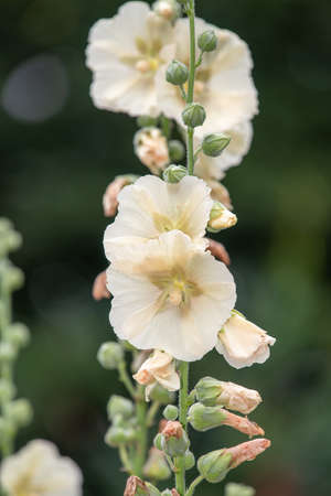 Close up of white common hollyhock (alcea rosea) flowers in bloomの写真素材