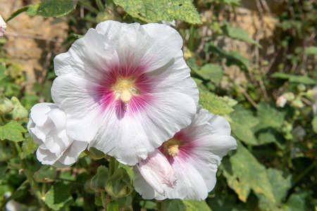 Close up of white common hollyhock (alcea rosea) flowers in bloom