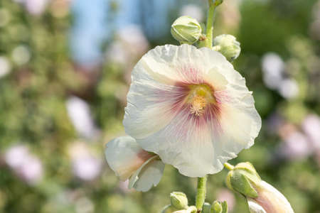 Close up of white common hollyhock (alcea rosea) flowers in bloom
