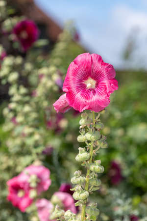 Close up of pink common hollyhock (alcea rosea) flowers in bloom