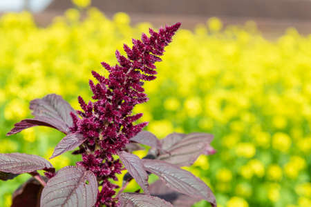 Close up of a Prince of Wales feather (amaranthus hypochondriacus) flower with a yellow backgroundの写真素材