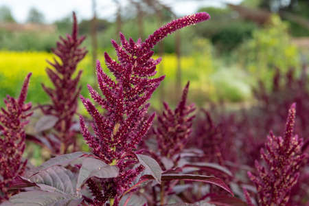 Close up of a Prince of Wales feather (amaranthus hypochondriacus) flower in bloomの写真素材