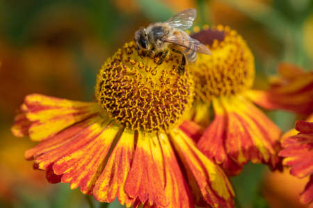 Close up of a honey bee pollinating common sneezeweed (helenium autumnale) flowersの写真素材