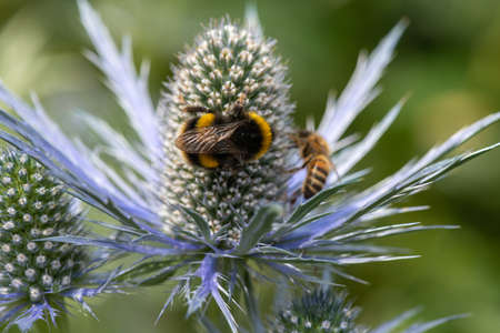 Macro shot of a white tailed bumblebee (bombus lucorum) pollinating an alpine sea holly (eryngium...