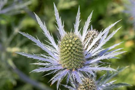 Close up of an alpine sea holly (eryngium alpinium) flower in bloomの写真素材