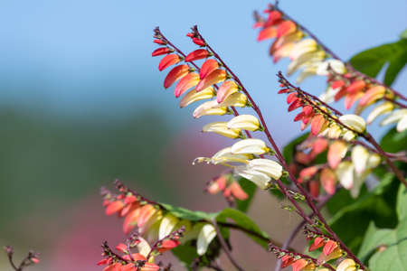 Close up of fire vine (ipomoea lobata) flowers in bloom