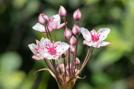 Close up of grass rush (butomus umbellatus) flowers in bloom