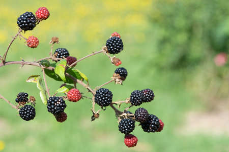 Close up of a bunch of blackberriesの写真素材