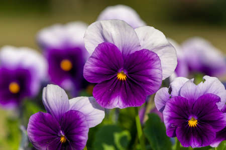 Close up of purple pansies in bloomの写真素材
