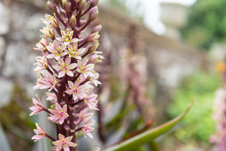 Close up of pineapple lily (eucomis comosa) flowers in bloomの写真素材