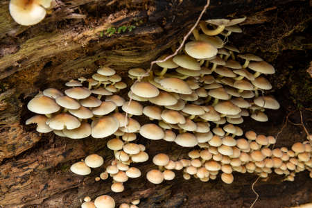 Close up of wild mushrooms growing on a log in a forestの写真素材