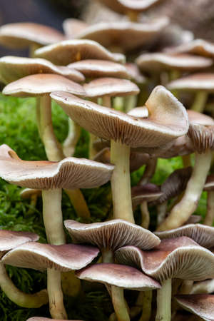 Close up of wild mushrooms growing on a log in a forest